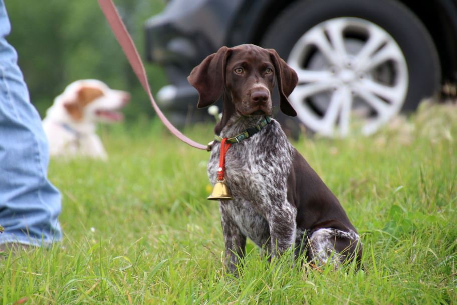 gsp dog training near me