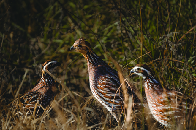 Quail America Little birds, big adventures: Six species of American