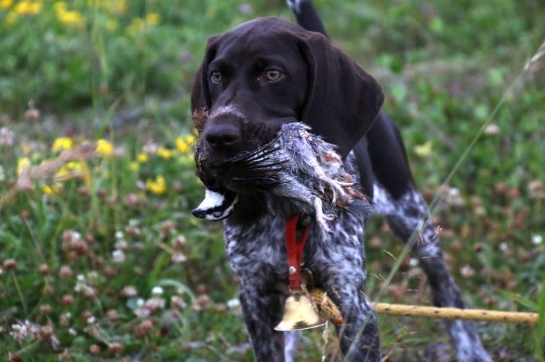 dog breed gsp