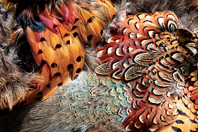 Red Feathers, Almond Ringneck Feather