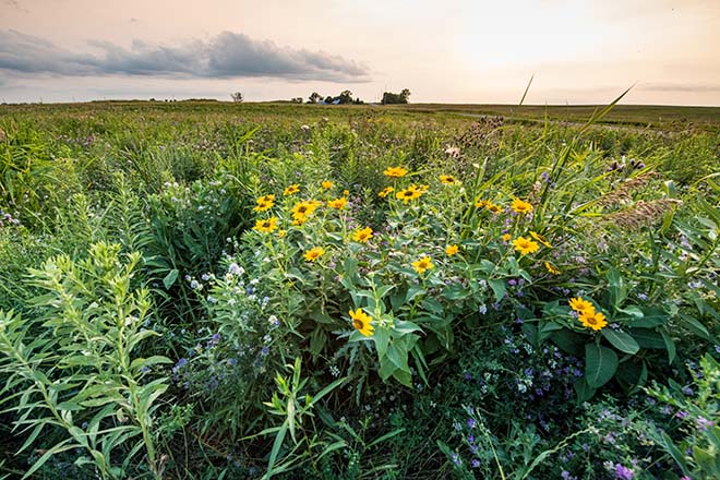 Flowering Field