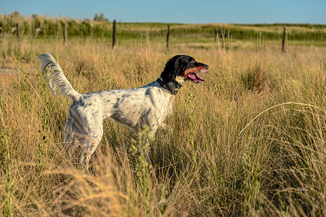 English setter bird dog 2024 training