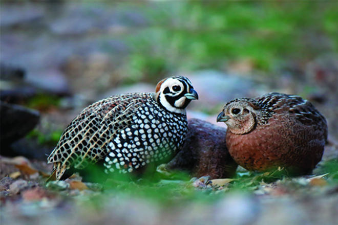 Mearns’ Quail