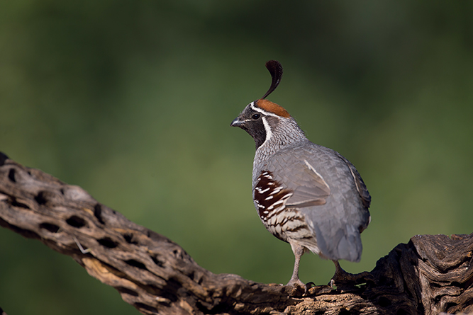 Mountain Quail Top Knot