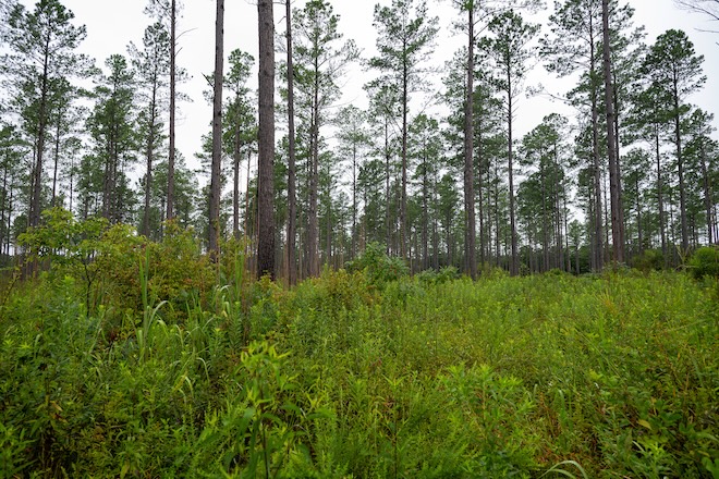 Volunteers Kick-Start New Women on the Wing Chapter of Quail Forever in Mississippi
