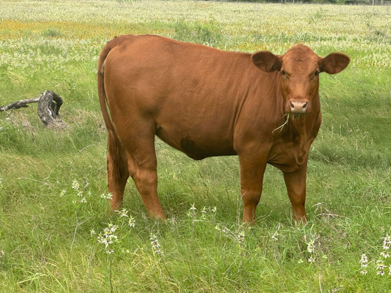 Heifer in field