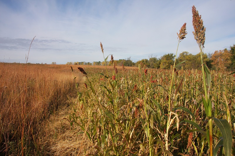 Food & Cover Plots: An Essential Upland Habitat Practice