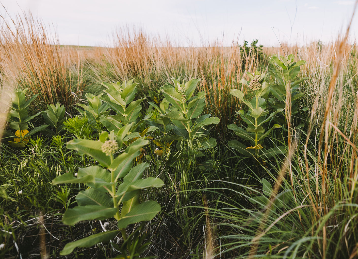 milkweed-inthe-classroom-questions-content.jpg