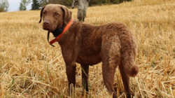 Chesapeake Bay Retreiver