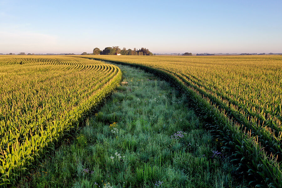 Corridors in the Corn