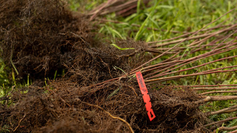Shrubs with soil