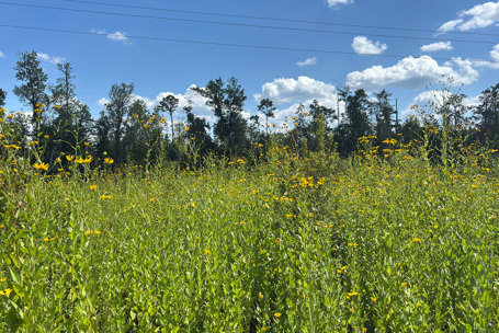 Plant thought to be extirpated from Florida is discovered by Quail Forever Farm Bill Biologist