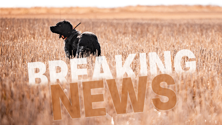 Pheasants Forever and Quail Forever Applaud House Farm Bill Passage, Urge Senate Action