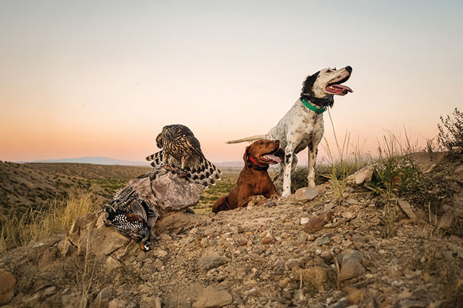 Unbeatable: The Art of Falconry