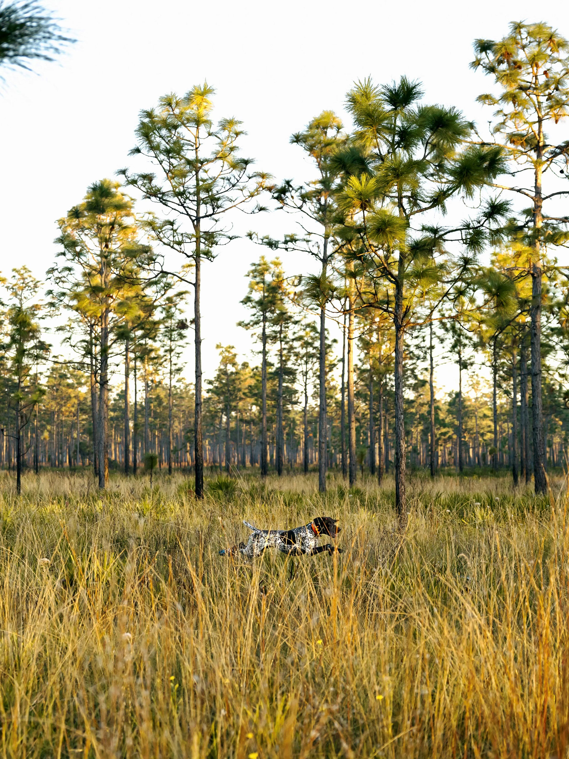 article-quail-in-the-flatwoods-inline2