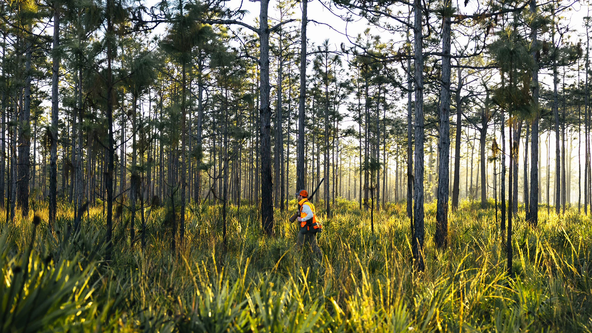 Quail in the Flatwoods