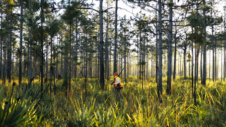 Quail in the Flatwoods