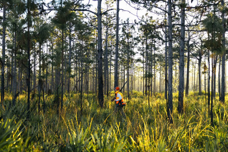 article-quail-in-the-flatwoods-main