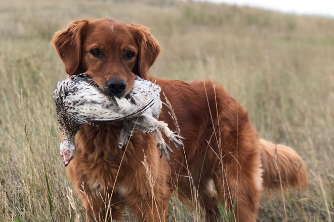 Golden Retriever