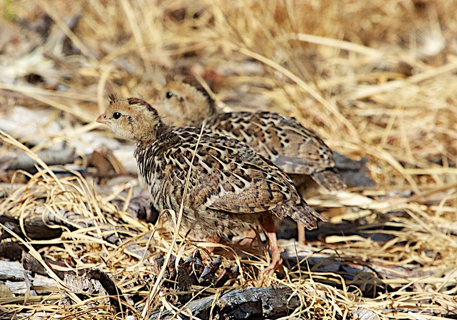 Quail Nesting & Habitat Conditions Report