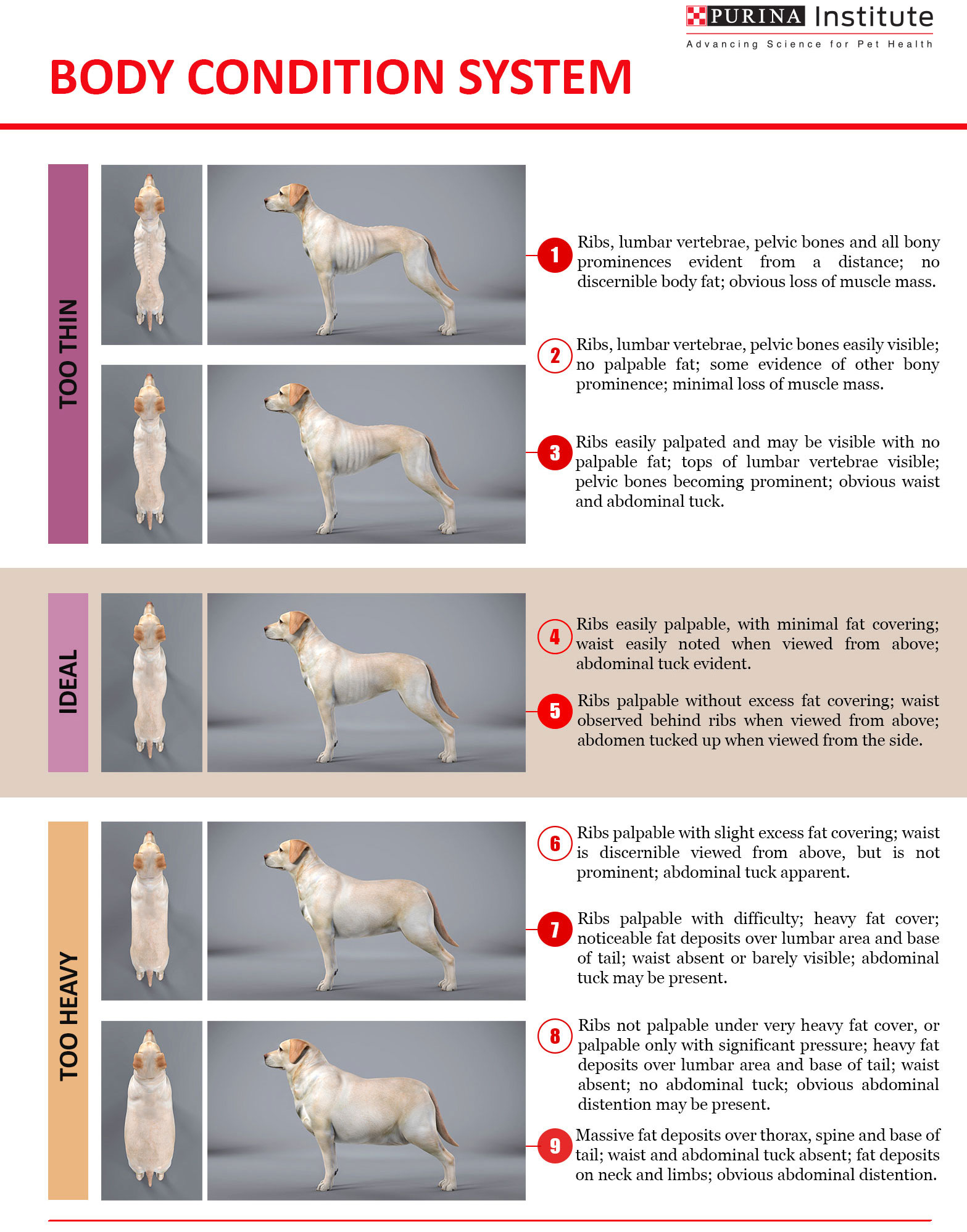 Body Condition System Dog V2