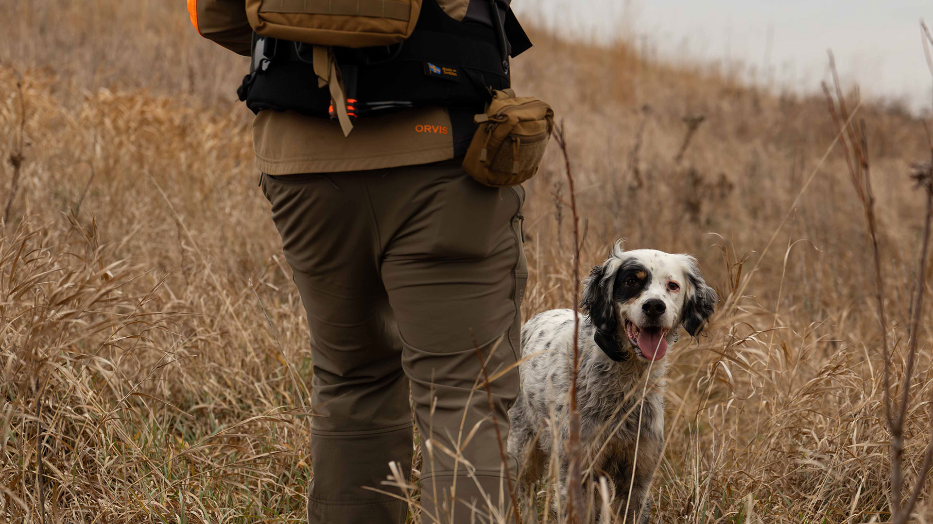 Sporting Dog 2
