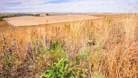 CRP-CP42-pollinator-habitat-establishment.jpg