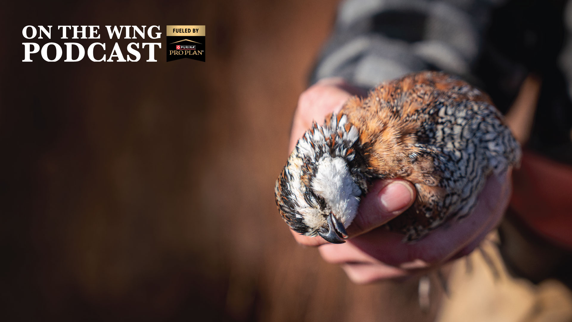 PODCAST EP. 386: QF's 2026 Quail Hunting Forecast