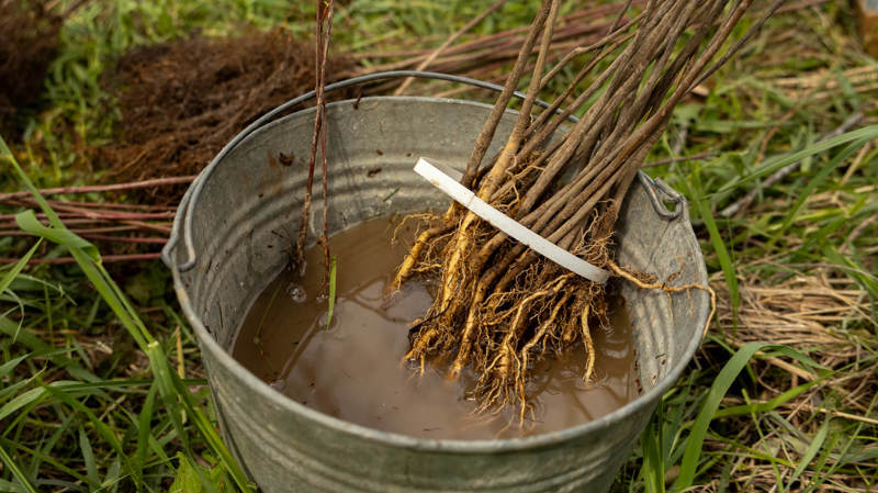 Shrubs in bucket