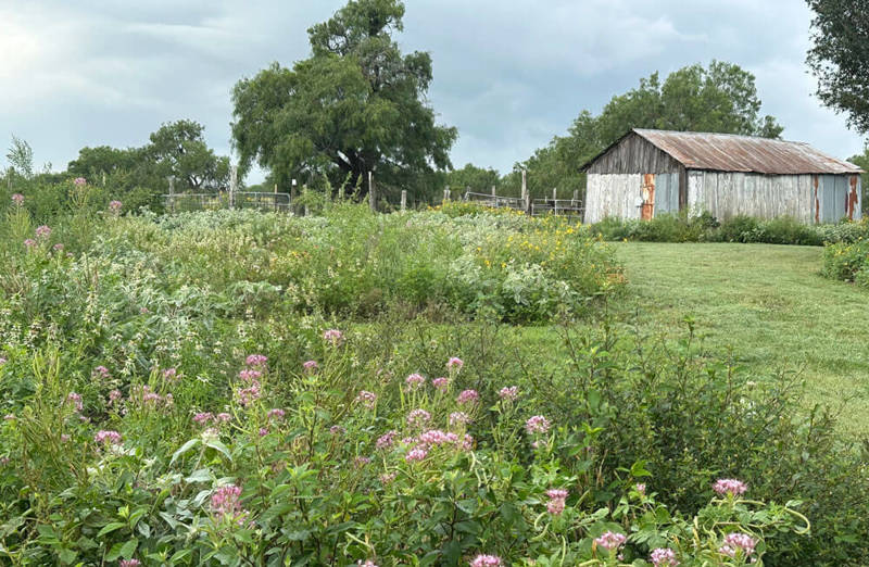 Flowers in a field with a shed