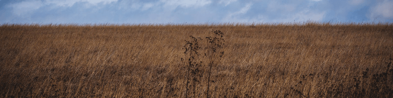 Green and grassy field