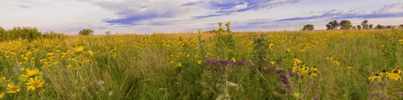 Field with flowers