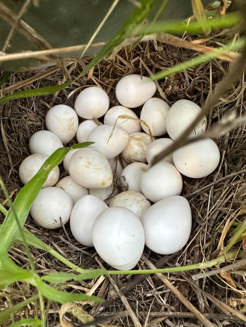 Quail eggs in nest