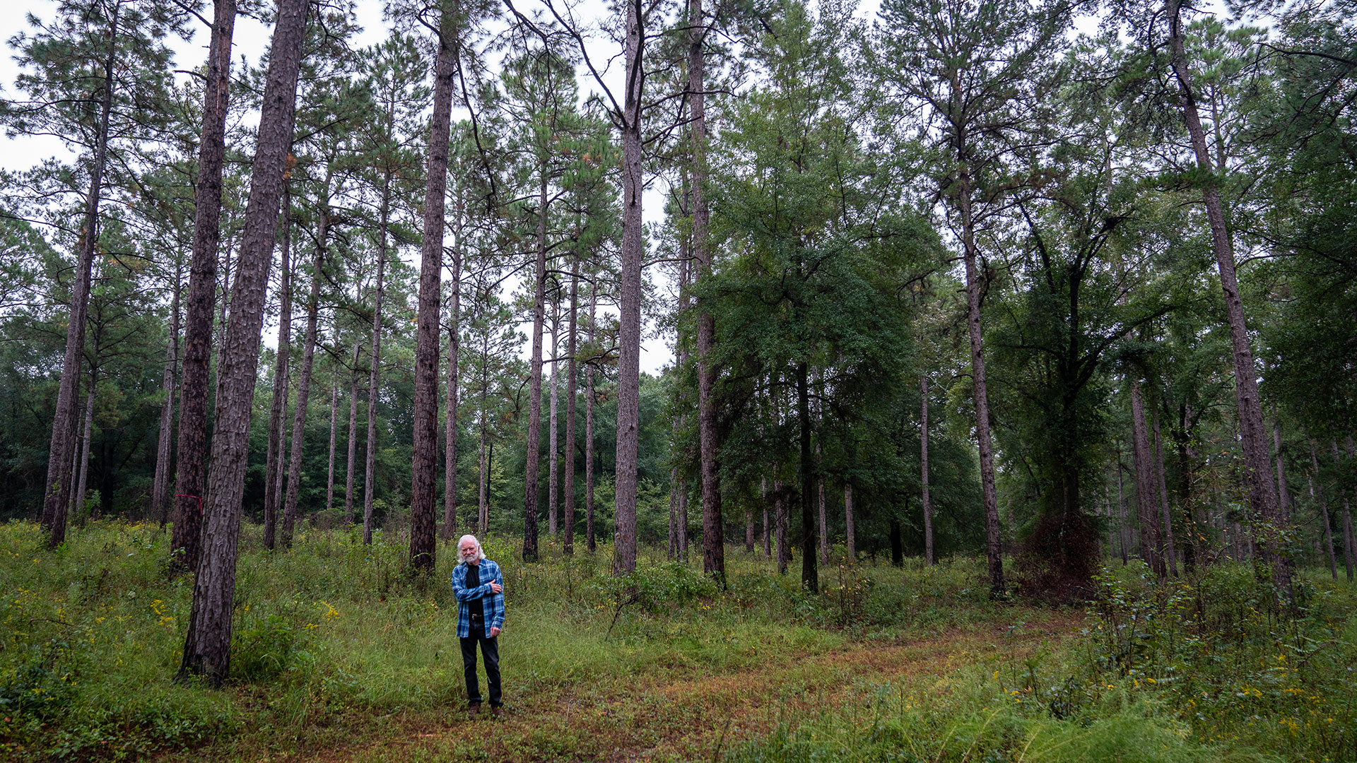 article-a-song-in-the-pines-inline2
