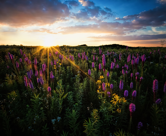 donate-field-sunset-donations-block-2