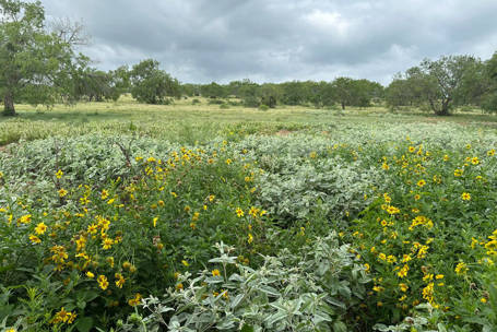 article-making-big-impacts-for-quail-in-texas-feature.jpg