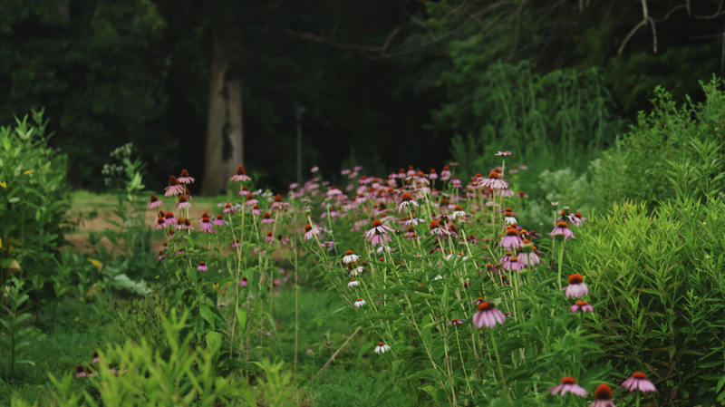Flowers in field