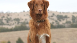 Nova Scotia Duck Trolling Retriever (Toller)