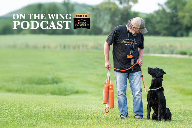 PODCAST EP. 355: Introducing the E-Collar Properly for Young Bird Dogs