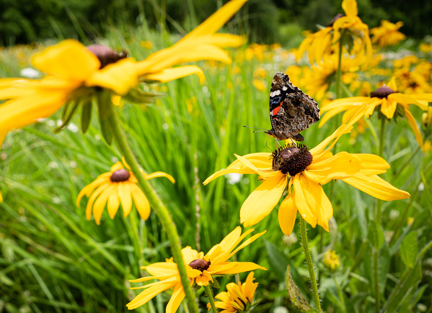 pollinator-habitat-outreach-ppgrant-content.jpg